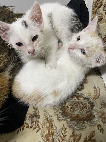 кошка с разными глазами: Кошка даром: Беспородная, 3 месяца, Мальчик, Проглистована, Приучена к лотку
