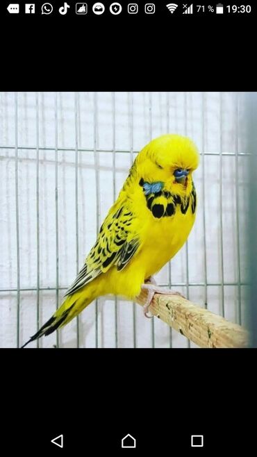 Tutuquşları: Quşlar satlır karella bülbül,fişer,nerazlucnik və sayri münasib — 20