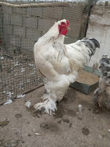 купить цыплят несушек: Продаю подростков цыплят светлоголубой брамы гигант и мраморной брамы