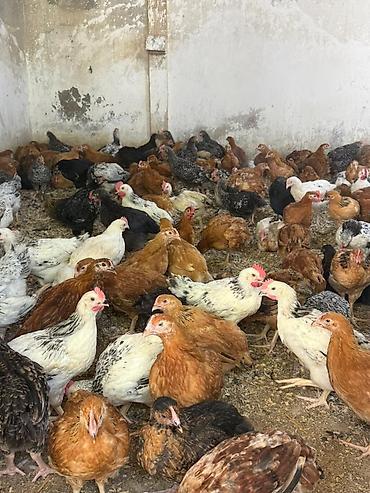 meşə toyuğu: Her bir vaksinleri olunmuş tam sağlam hem kesime hem damazliga yararli — 2