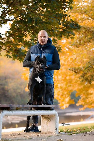 pepco psi: Na prodaju prelep mužjak Cane Corso, star 2,5 godine. Socijalizovan — 2