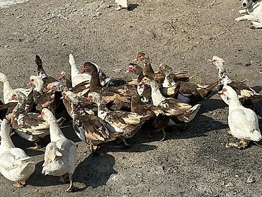 Птицы: Индоутки 24 головы 
2 самца и 22 самки — 9