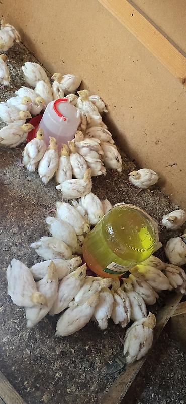 сыр тофу: 🐦 ПЕРЕПЕЛА «БЕЛЫЙ ГИГАНТ ТЕХАС» — В ОШ! 🐦 В наличии качественные — 2