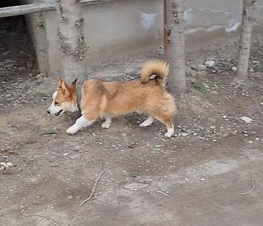 pitbul ıt: Çixuahua, 1 il, Erkək, Cütləşmə üçün — 2