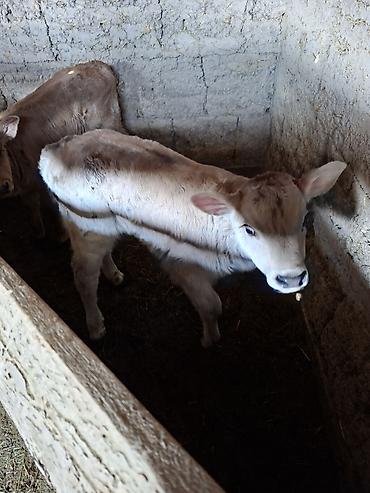 Коровы, быки: Продаю | Музоо, торпок | Искусственник — 1