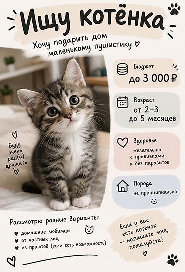 сибирская кошка бишкек: Ищу котёнка Хочу подарить дом маленькому пушистику. Пожелания: - — 1