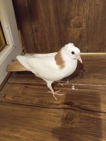 Göyərçinlər: Cins: göyərçini Rəng: Sarı boynuĝüllü desde kekilli boyun pecat — 3