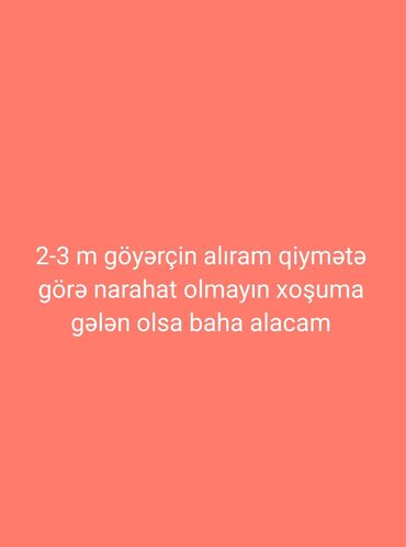 Аквариумы: Голуби