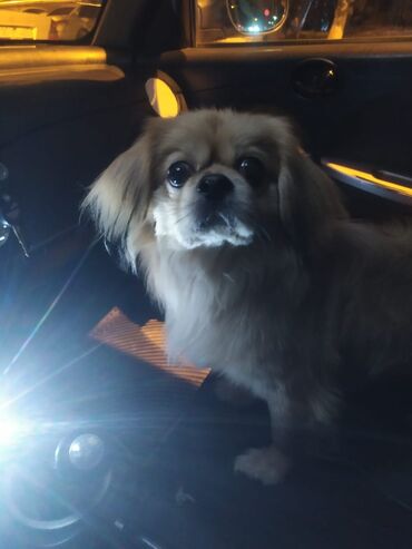 İtlər: Pekines, 7 ay, Erkek, Peyvəndli, Ünvandan götürmə, Ödənişli çatdırılma