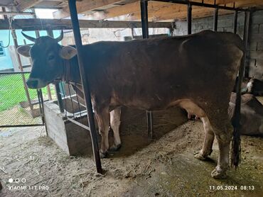 Коровы, быки: Продаю | Корова (самка) | Швицкая | Для разведения, Для молока | Племенные