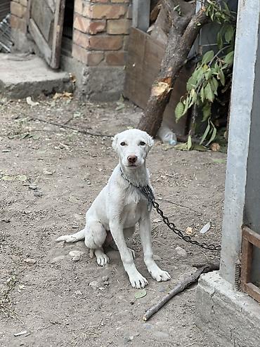 голубая вислоухая кошка: Алабай, 3 месяца, Самка, С прививкой — 1