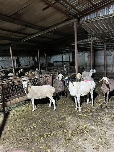 Продам с/х животных: Продаю | Овца (самка) | Для разведения | Матка — 2