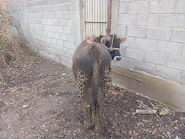 Баран, овца: Продаю | Овца (самка) | На забой — 9