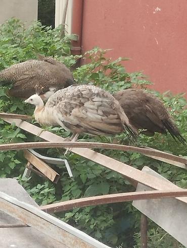 Tam sağlam tovuz quşları çəm 5 ədəddir ikisi erkək üçü dişidi və çəm lalafo.az -da — 6 Tam sağlam tovuz quşları çəm 5 ədəddir ikisi erkək üçü dişidi və çəm — 6