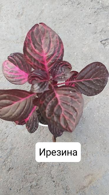 Другие комнатные растения: Продаю цветы — 10