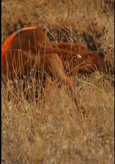 İtlər: 2 il, Dişi, Peyvəndli, Ödənişli çatdırılma — 4