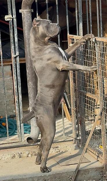 Psi: Dostupni za rezervaciju stenci Cane Corso iz registrovane — 23