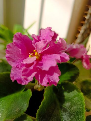 продам излишки клематисы: Сенполии (узамбарские фиалки) с махровыми цветками разных оттенков