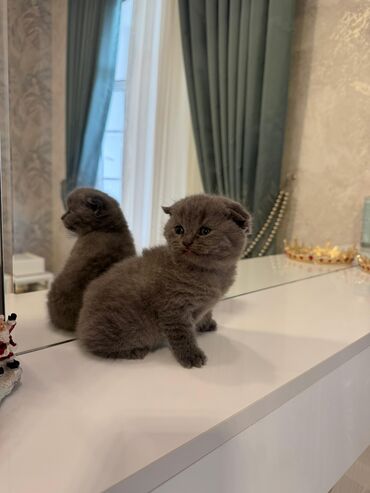 купить рыжего вислоухого котенка: Шиншилла, Самец, Самка