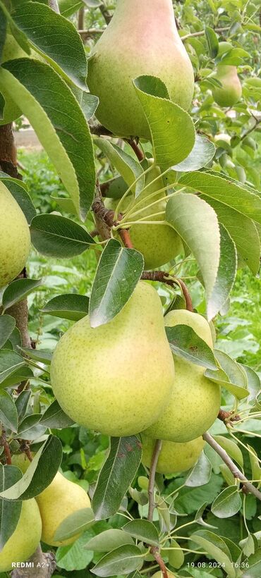 Фрукты и ягоды: Фрукты и ягоды — 4