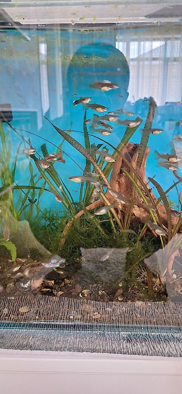 akvarium balıqları: Quppi, Sülhsevər, Ünvandan götürmə — 9