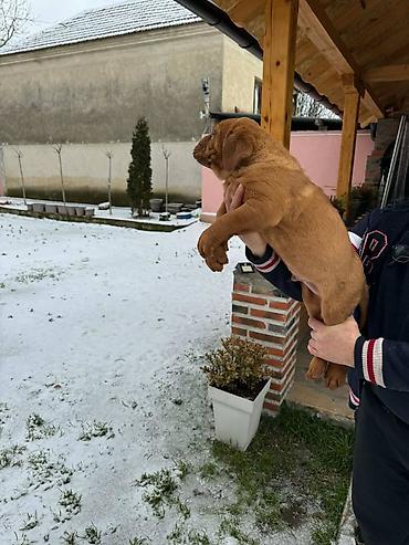 Psi: Na prodaju štenci bordoške doge. Štenci su vrlo kvalitetni i zdravi — 3