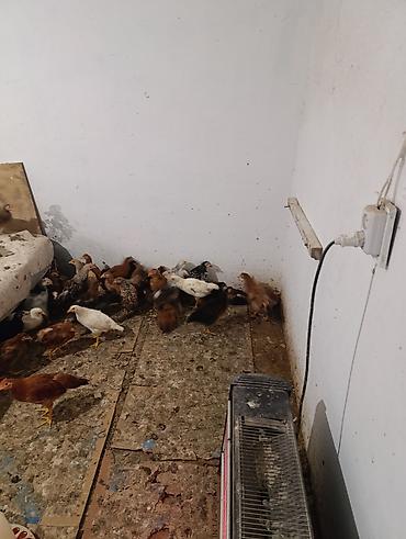 K/t heyvanları və malları: Toyuq cücələri, Damazlıq — 4