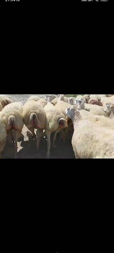ucuz toyuq satisi: Qaradolaq sortu 500 baş süper boğaz şişek qoyunlar təcili satılır — 1
