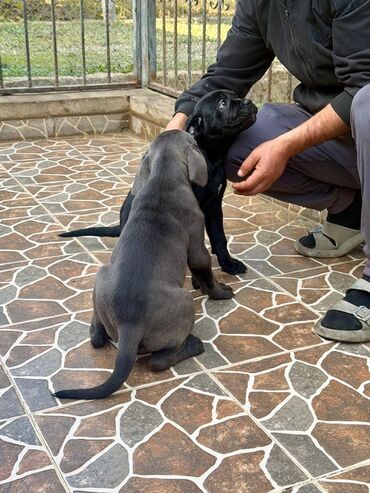 İtlər: Kane-Korso, 2 ay — 31