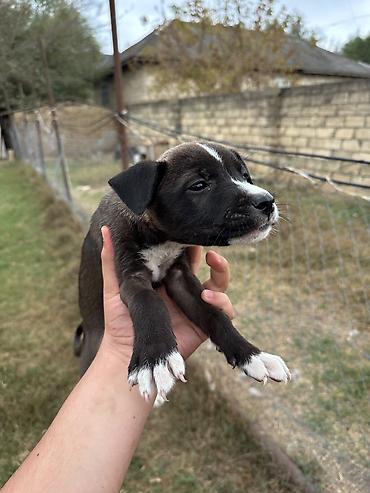 labrador it: Pitbul, 1 ay, Erkək, Pulsuz çatdırılma — 2