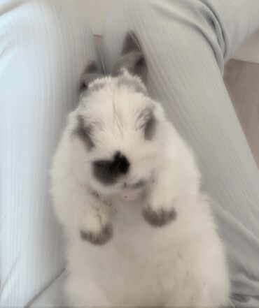 Декоративные кролики: Полный набор для содержания декоративного кролика. В комплекте: - — 7