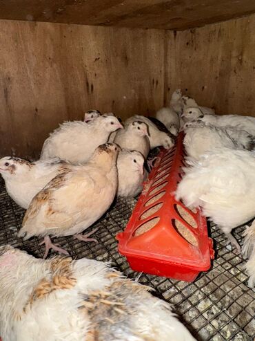 сколько стоит цыпленок индюка: Продам самцов перепелки! Петушки возрастом 2 месяца! Можно на мясо!