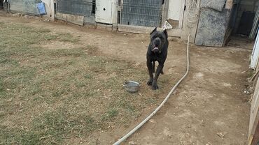 İtlər: Kane-Korso — 9