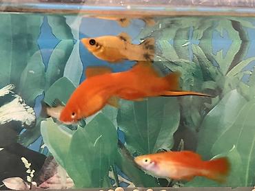 Balıqlar: Sülhsevər, Ünvandan götürmə — 6