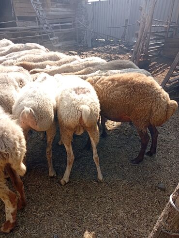simmental inəklər: Qoyunlar satılır çoxdu boğaz sağlam bütün peyvəndləri olunan
