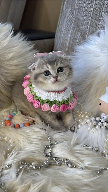 golden chinchilla: Blue shinshilla — 1