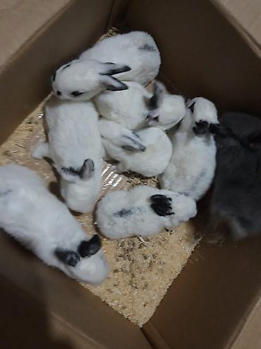 Dovşanlar: 1-ci şəkildəki yarı karlik Dovşanlar 15-azn. 3-cü şəkildəki Ag -AgQara — 13