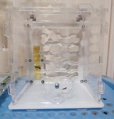 Другие животные: ‼️Колонии Муравьев с Формикариями разныные колоний большой выбор — 15