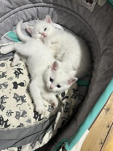 Pişiklər: Britan, Erkək, Dişi, Yaxşı əllərə, Pulsuz çatdırılma — 1