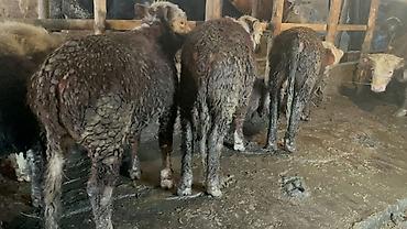 Коровы, быки: Продаю | Бык (самец) — 23