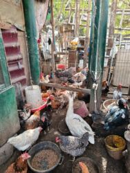 породистые собаки в добрые руки: Самка, | Linda, Для разведения at lalafo.az породистые собаки в добрые руки: Самка, | Linda, Для разведения