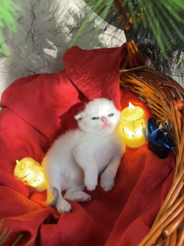 Pişiklər: Britan, Erkək, Dişi — 23