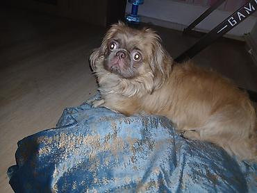 balaca it qiymetleri: Salam satılır 300 azn pekines itdi yükü karişnvi renk butun iyneleri — 5