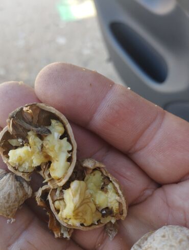 Сухофрукты, орехи, снеки: Продаю Грецкий орех белый Аксыйский Джалабадская область Сары Челек