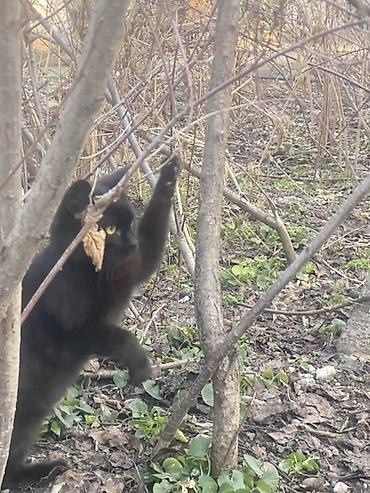 Продажа кошек: 6 месяцев, Мальчик, Черный — 3