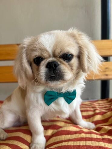 it yuvalari: Pekines, 9 ay, Erkek, Peyvəndli, Ünvandan götürmə