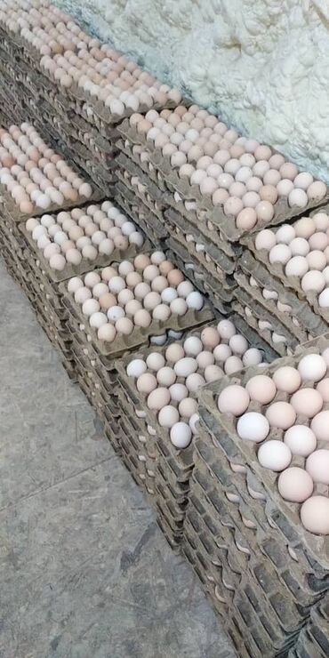 перепелиные яйца цена бишкек: Приглашаем к сотрудничеству, точки розничной торговли и магазины