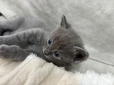 Pişiklər: Britan — 3