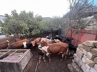Dana, buzov: Dana, buzov, Erkək, Simental, ay: 6, Ətlik — 6