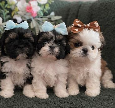 Psi: Prelepi Shih Tzu štenci iz registrovane FCI/KSS odgajivačnice „Moon — 1